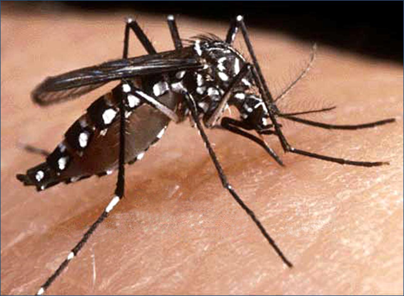 Departamento de Saúde alerta sobre o risco de proliferação do mosquito da Dengue