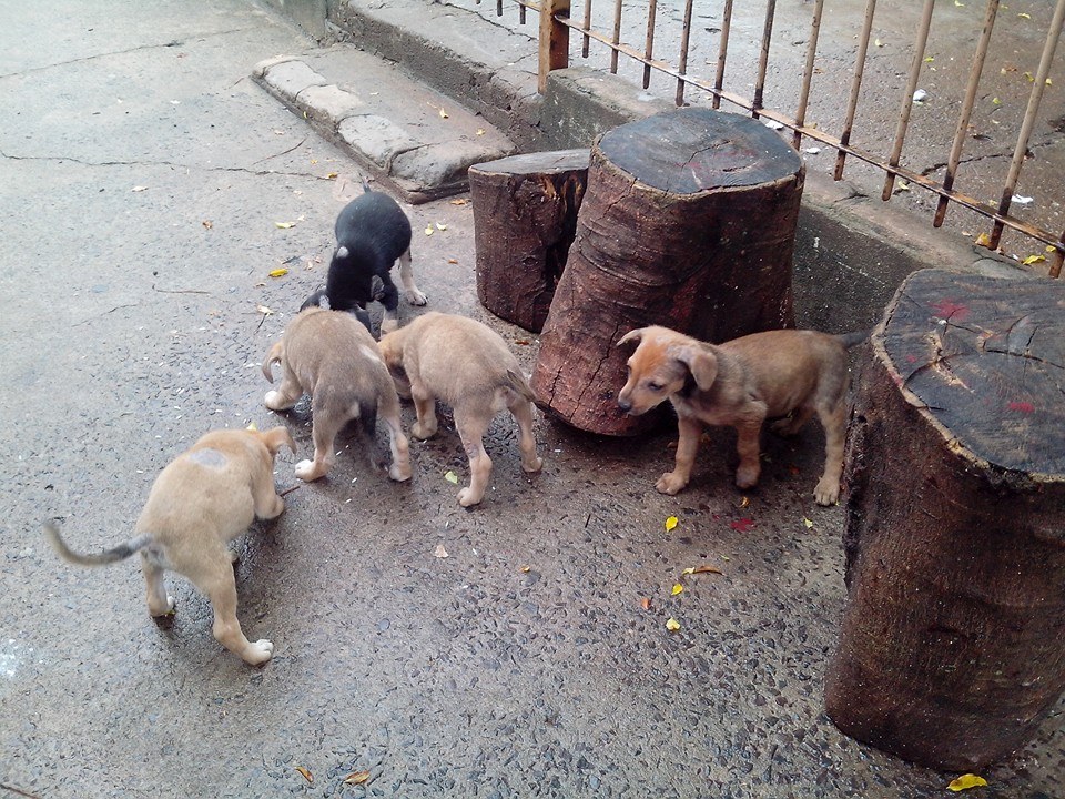 Cachorros abandonados preocupam a população em Ribeirão Bonito