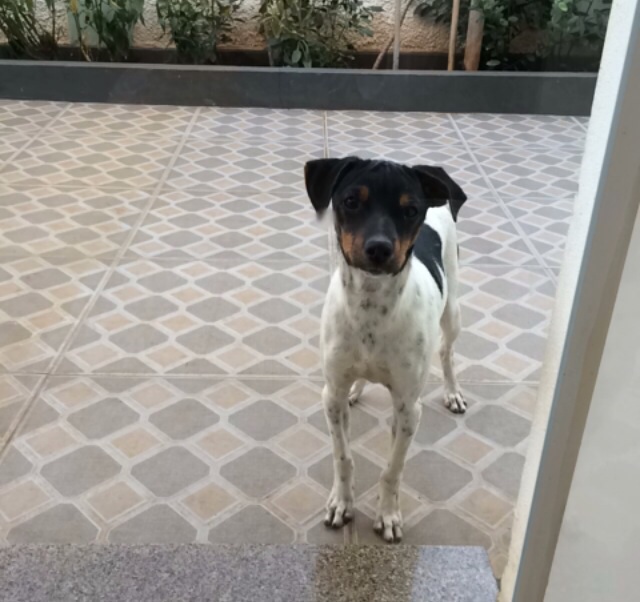 Cão está perdido em Ribeirão Bonito