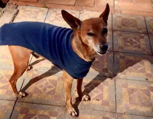 Cachorro de pequeno porte está desaparecido em Ribeirão Bonito