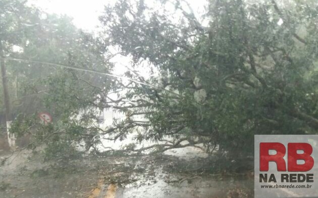 Árvore cai em via de acesso em Ribeirão Bonito