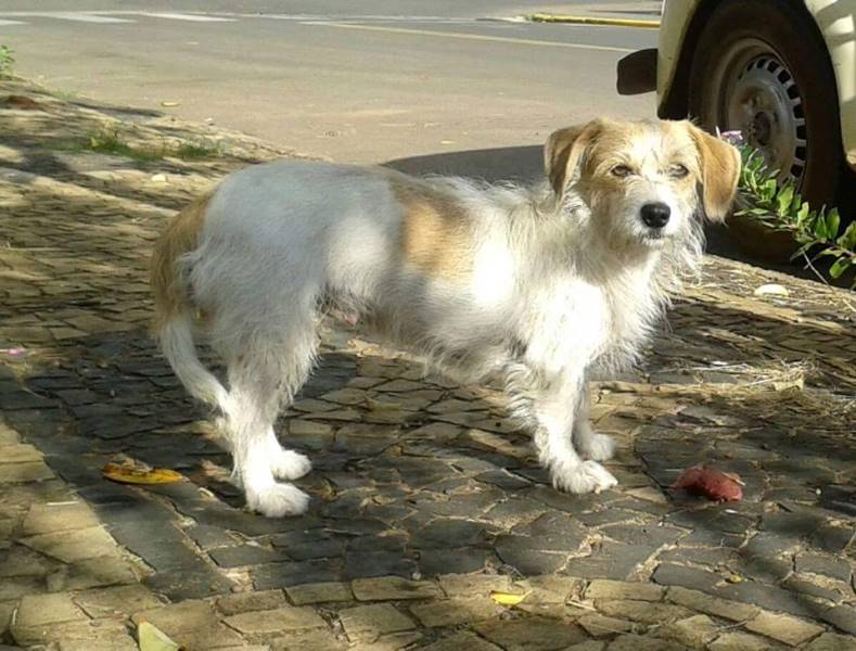 Procura-se cachorra que foi abandonada em Ribeirão Bonito