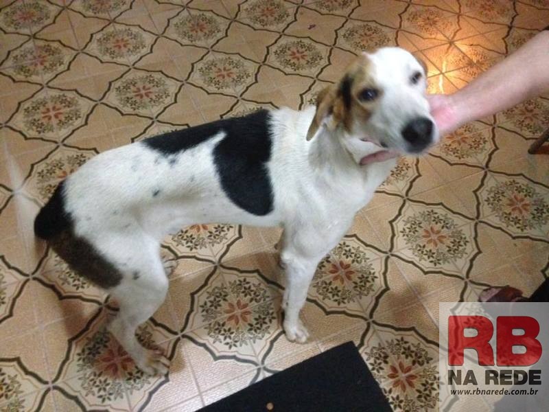 Procura-se dono de cão encontrado perdido em Ribeirão Bonito
