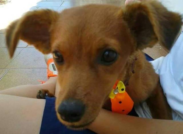 Cachorro está desaparecido no Centro de Ribeirão Bonito