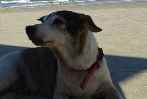 Cachorra está desaparecida no Centro de Ribeirão Bonito