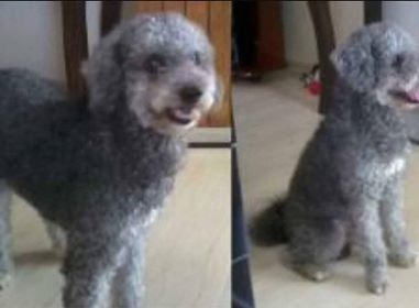 Cachorra Poodle está desaparecida no jardim América em Ribeirão Bonito