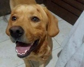 Cachorro está desaparecido no Jardim Heliana em Ribeirão Bonito