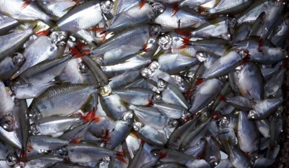 Centenas de peixes mortos aparecem no Rio Jacaré-Guaçu em Araraquara