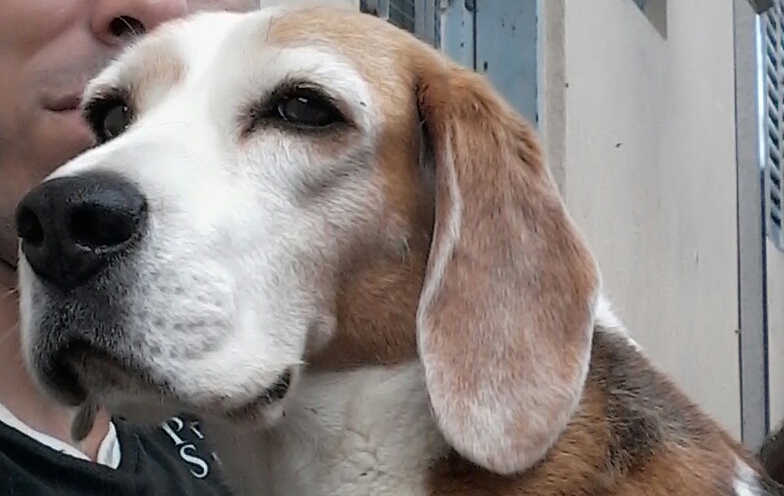 Cachorra Beagle está desaparecida em Ribeirão Bonito