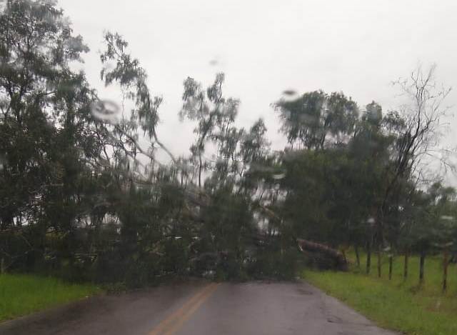Árvore cai na estrada vicinal que liga Guarapiranga a Araraquara