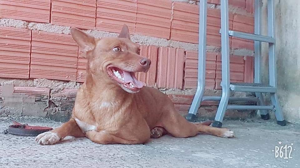 ENCONTRADO: Cachorro está desaparecido na região conhecida como Malvinas em Ribeirão Bonito