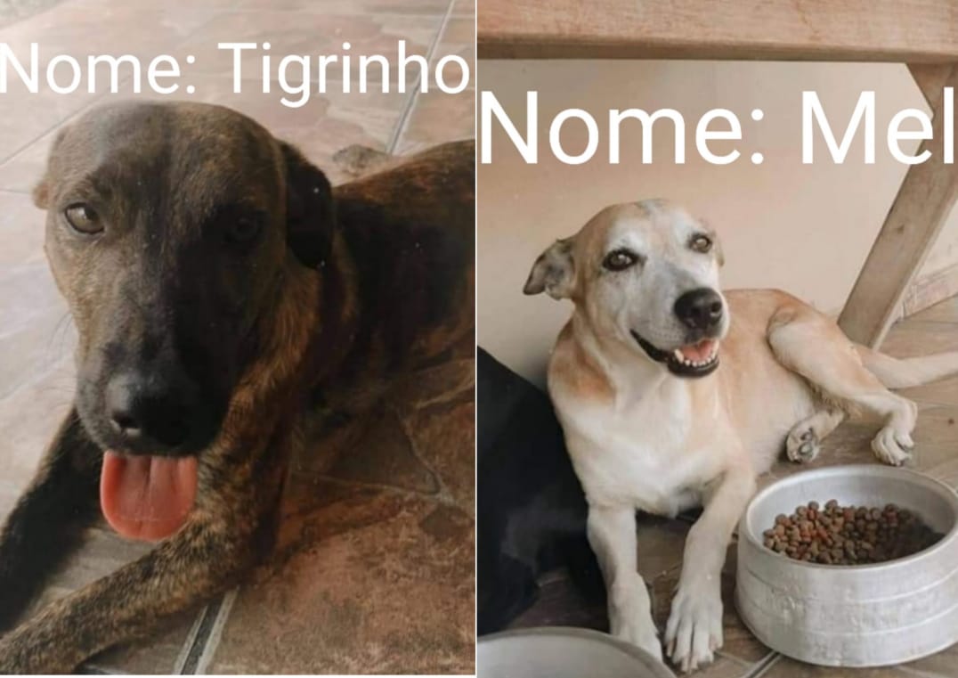 Cachorros estão desaparecidos em Ribeirão Bonito