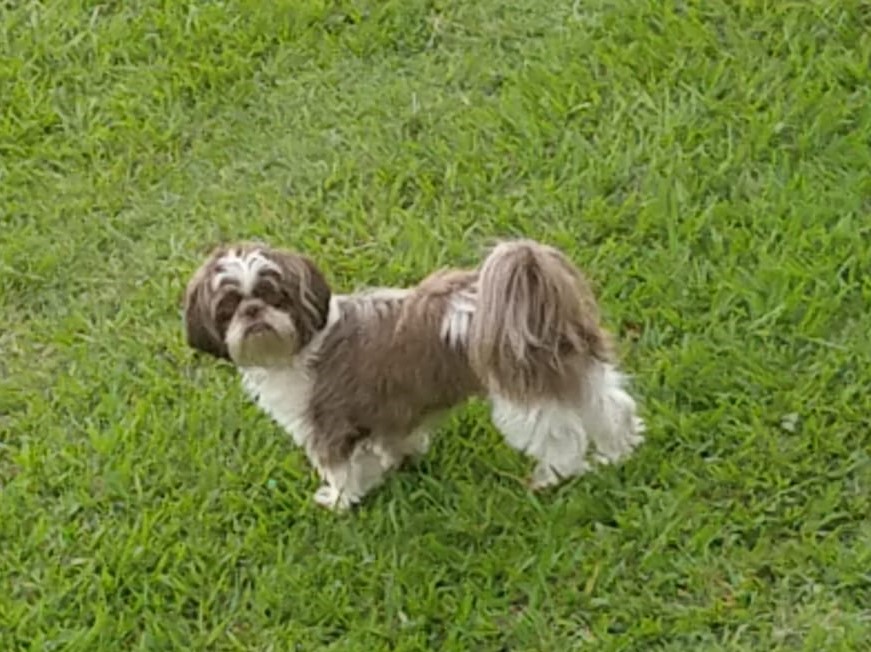 Cachorra da raça Shitzu desaparece em Ribeirão Bonito