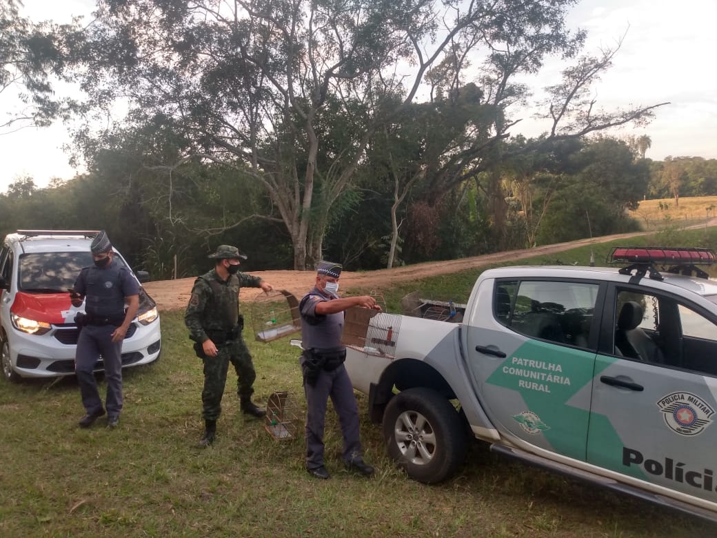 Polícia Militar Ambiental localiza aves silvestres em cativeiro em Ribeirão Bonito