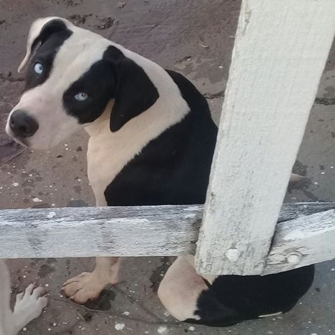 Família procura por cachorro na zona rural de Ribeirão Bonito