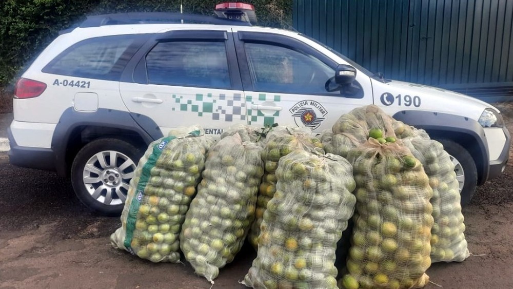 Polícia Ambiental flagra furto de 700kg de laranja em Ribeirão Bonito